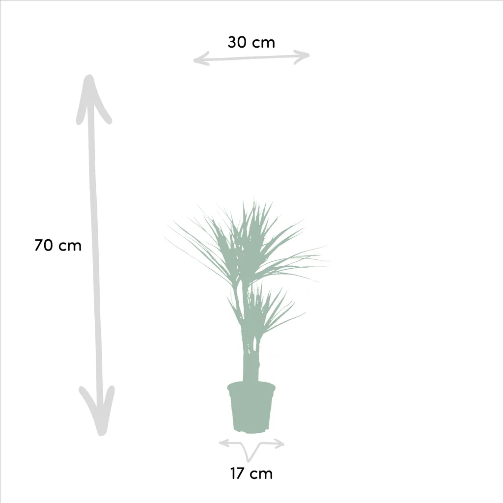 Drachenbaum (Dracaena) 2er-Set – dekorative Zimmerpflanze, Topf-Ø 17 cm, Höhe ca. 70–90 cm