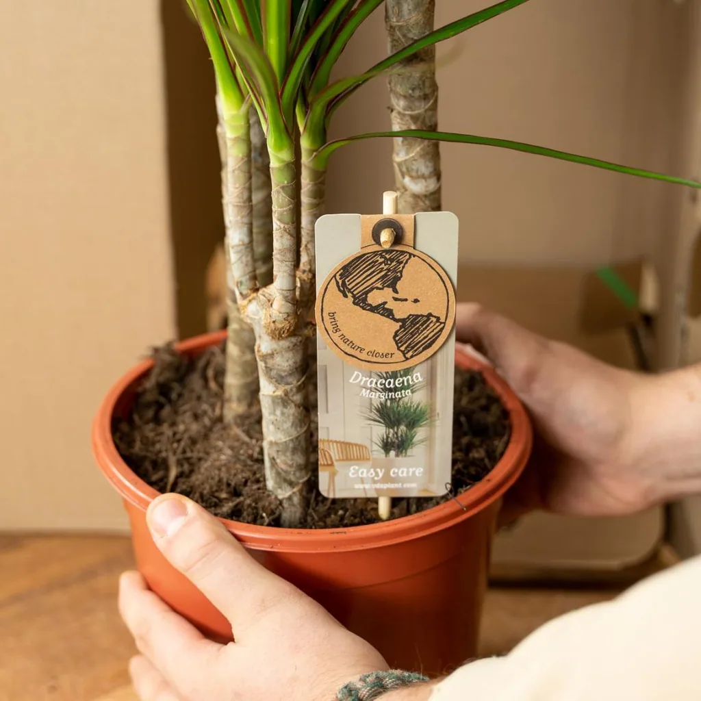Drachenbaum (Dracaena) 2er-Set – dekorative Zimmerpflanze, Topf-Ø 17 cm, Höhe ca. 70–90 cm