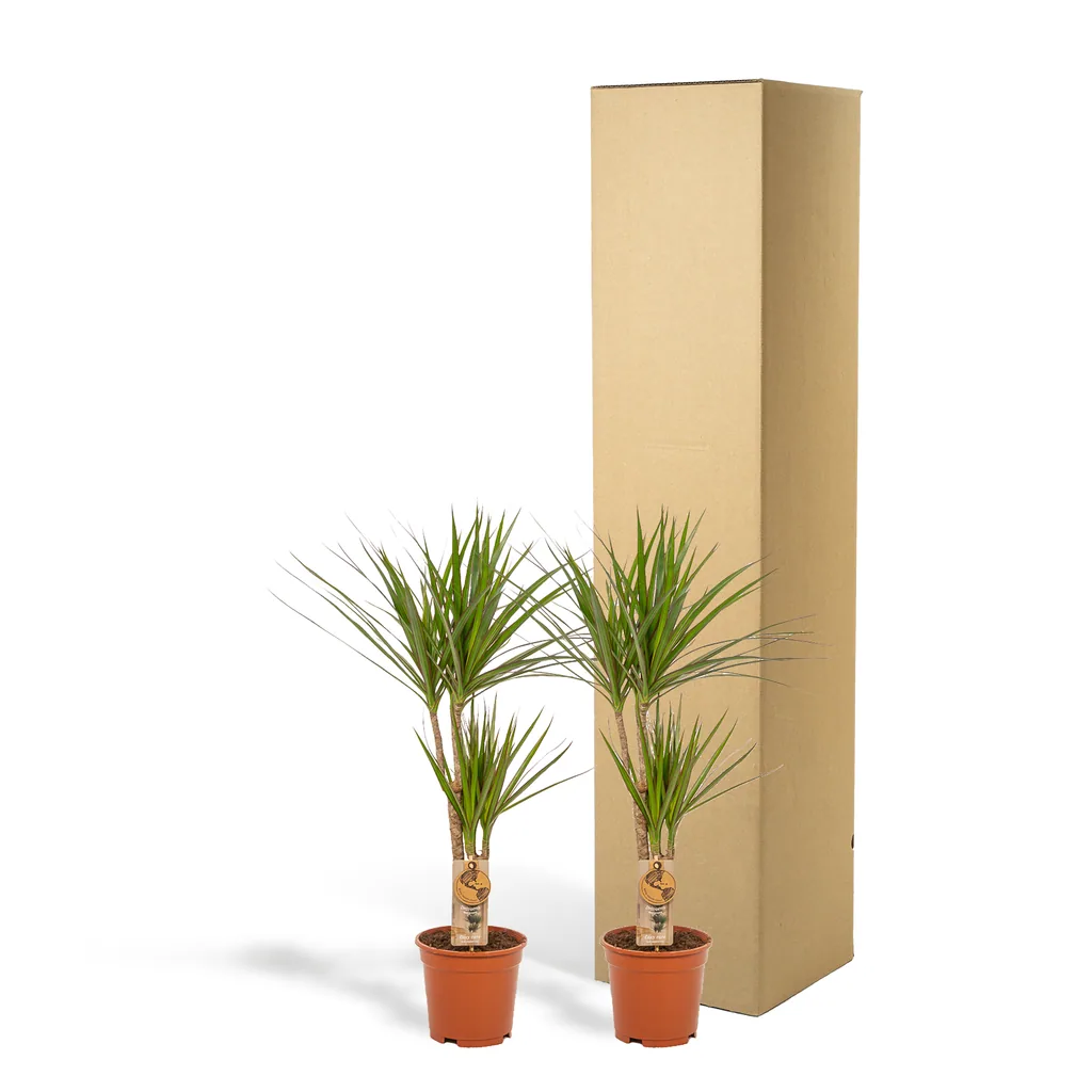 Drachenbaum (Dracaena) 2er-Set – dekorative Zimmerpflanze, Topf-Ø 17 cm, Höhe ca. 70–90 cm