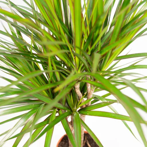 Drachenbaum (Dracaena) 2er-Set – dekorative Zimmerpflanze, Topf-Ø 17 cm, Höhe ca. 70–90 cm