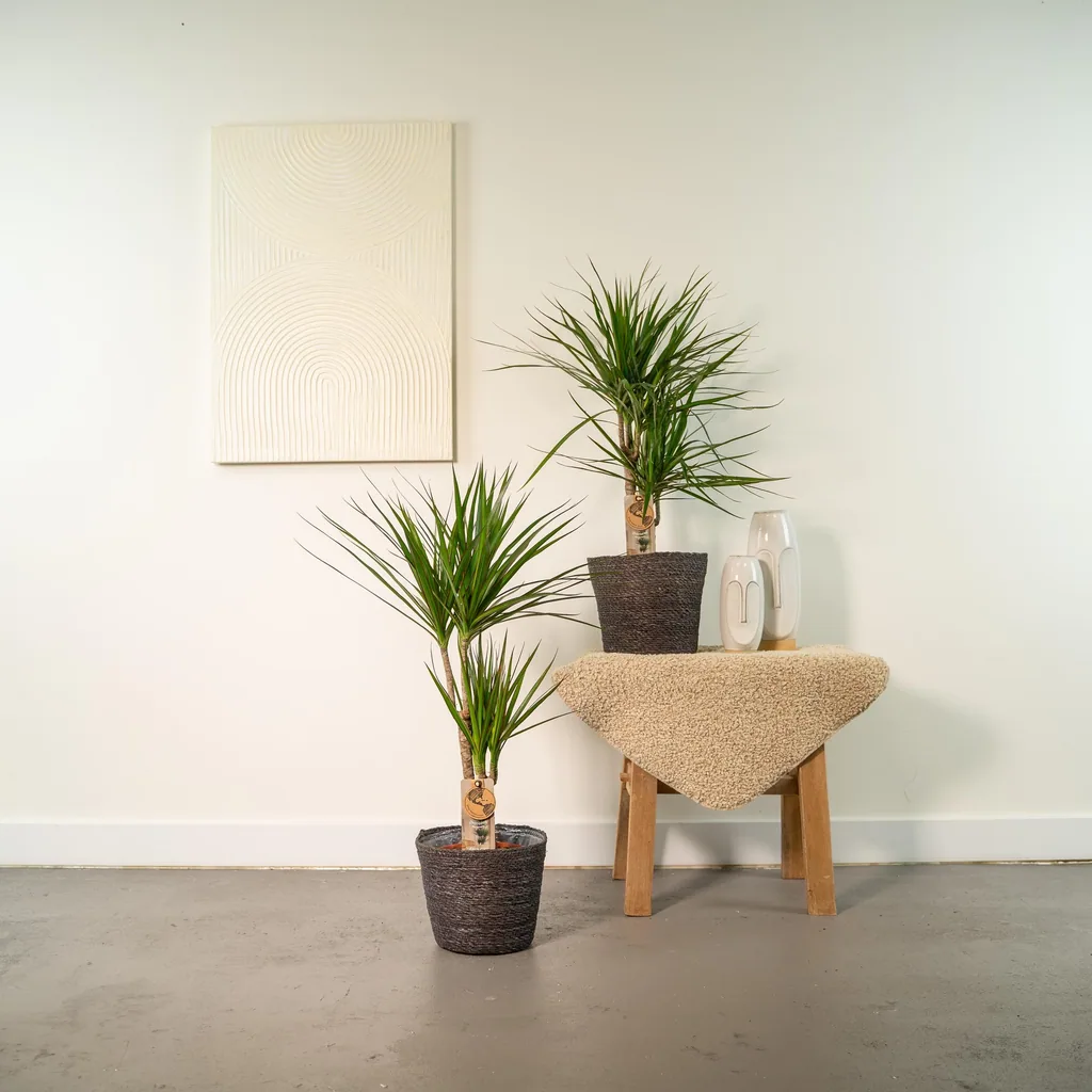 Drachenbaum (Dracaena) 2er-Set – dekorative Zimmerpflanze, Topf-Ø 17 cm, Höhe ca. 70–90 cm