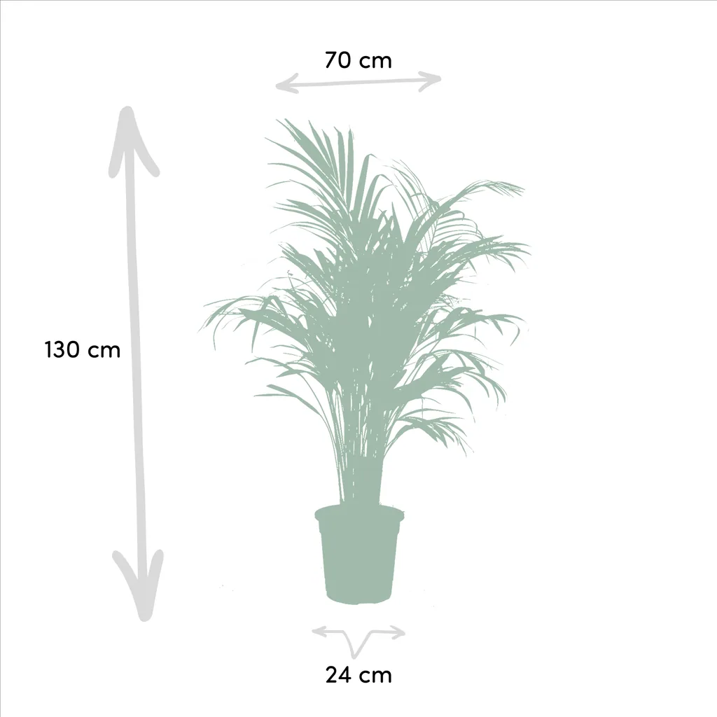 Zimmerpflanzen-Kombination 2er-Set – Goldfruchtpalme & Yucca, Topf-Ø 21–24 cm, Höhe ca. 100–130 cm