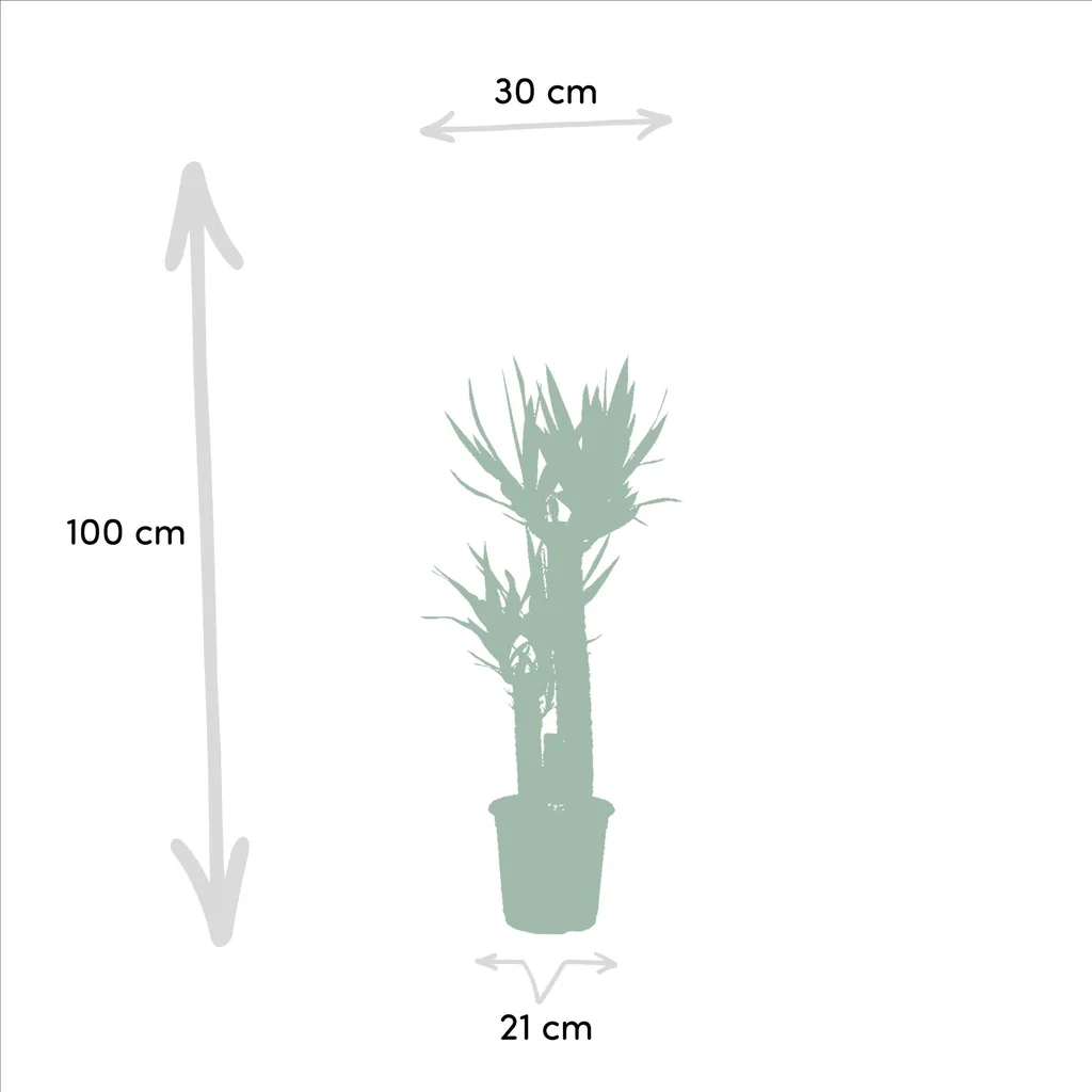 Zimmerpflanzen-Kombination 2er-Set – Goldfruchtpalme & Yucca, Topf-Ø 21–24 cm, Höhe ca. 100–130 cm