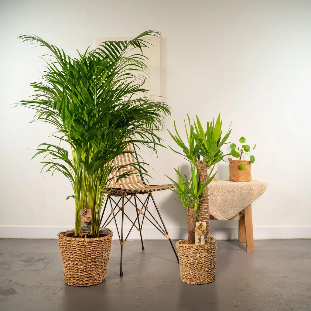 Zimmerpflanzen-Kombination 2er-Set – Goldfruchtpalme & Yucca, Topf-Ø 21–24 cm, Höhe ca. 100–130 cm