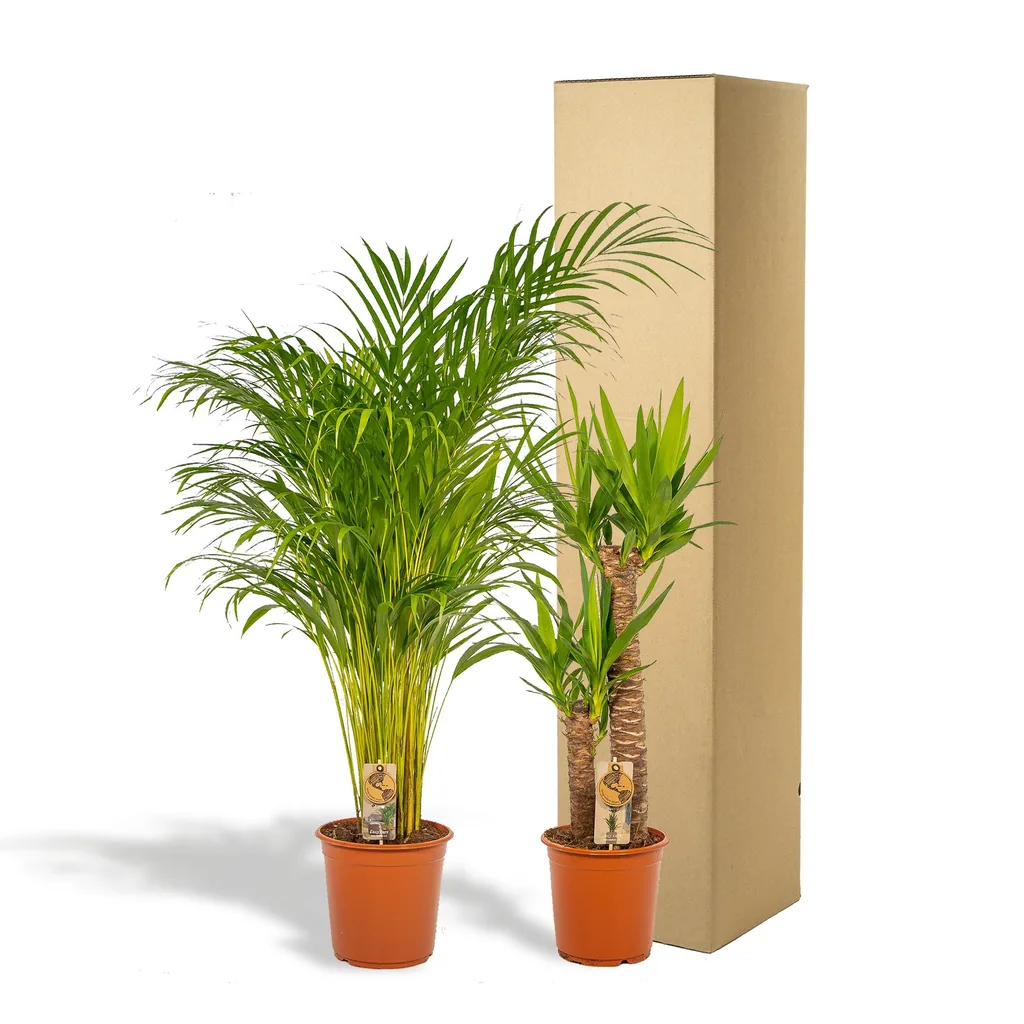 Zimmerpflanzen-Kombination 2er-Set – Goldfruchtpalme & Yucca, Topf-Ø 21–24 cm, Höhe ca. 100–130 cm