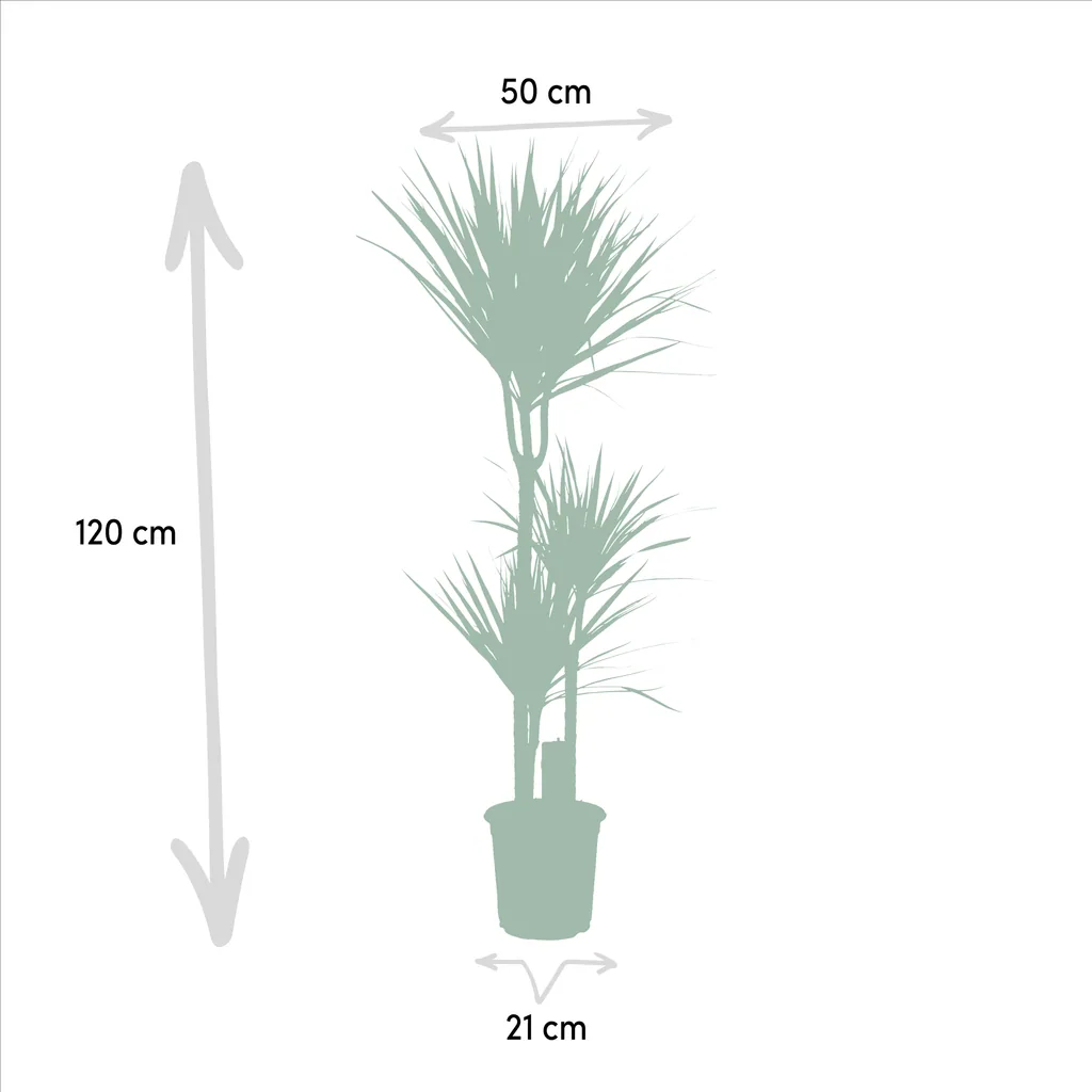 Dracaena - Höhe ca. 120 cm - Topf-Ø 21 cm + Dracaena - 70cm - Topf-Ø 17 cm