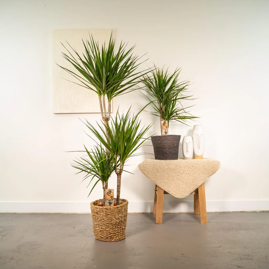Dracaena - Höhe ca. 120 cm - Topf-Ø 21 cm + Dracaena - 70cm - Topf-Ø 17 cm