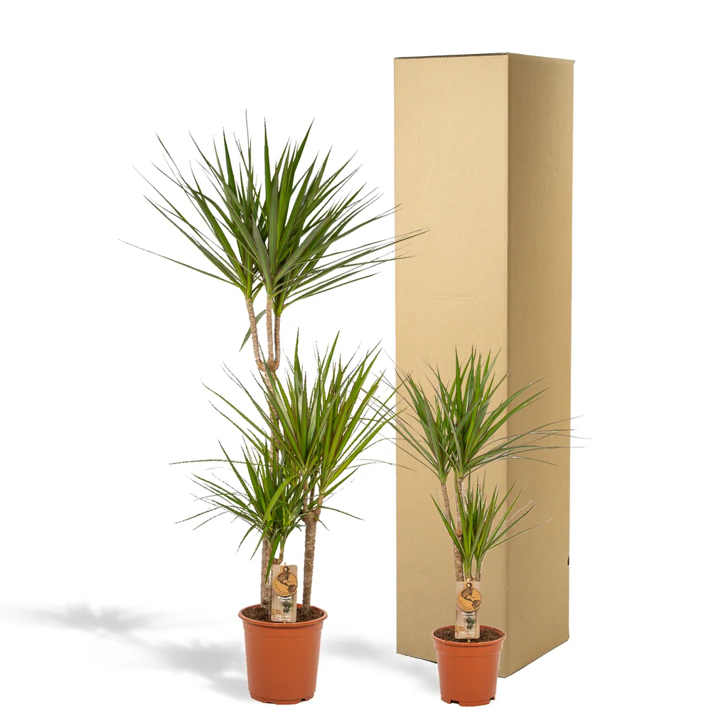 Dracaena - Höhe ca. 120 cm - Topf-Ø 21 cm + Dracaena - 70cm - Topf-Ø 17 cm