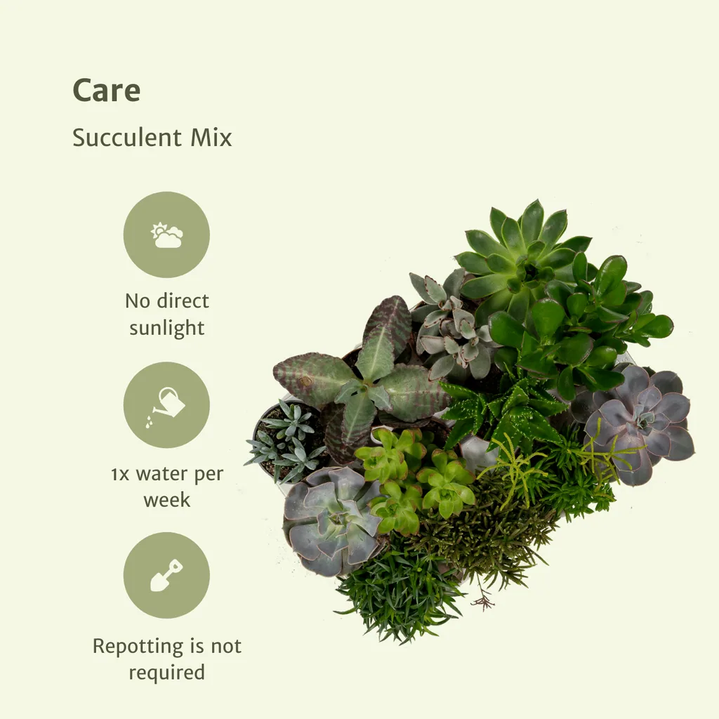 Sukkulenten-Mix 18er-Set – pflegeleichte Zimmerpflanzen, Topf-Ø 8,5 cm