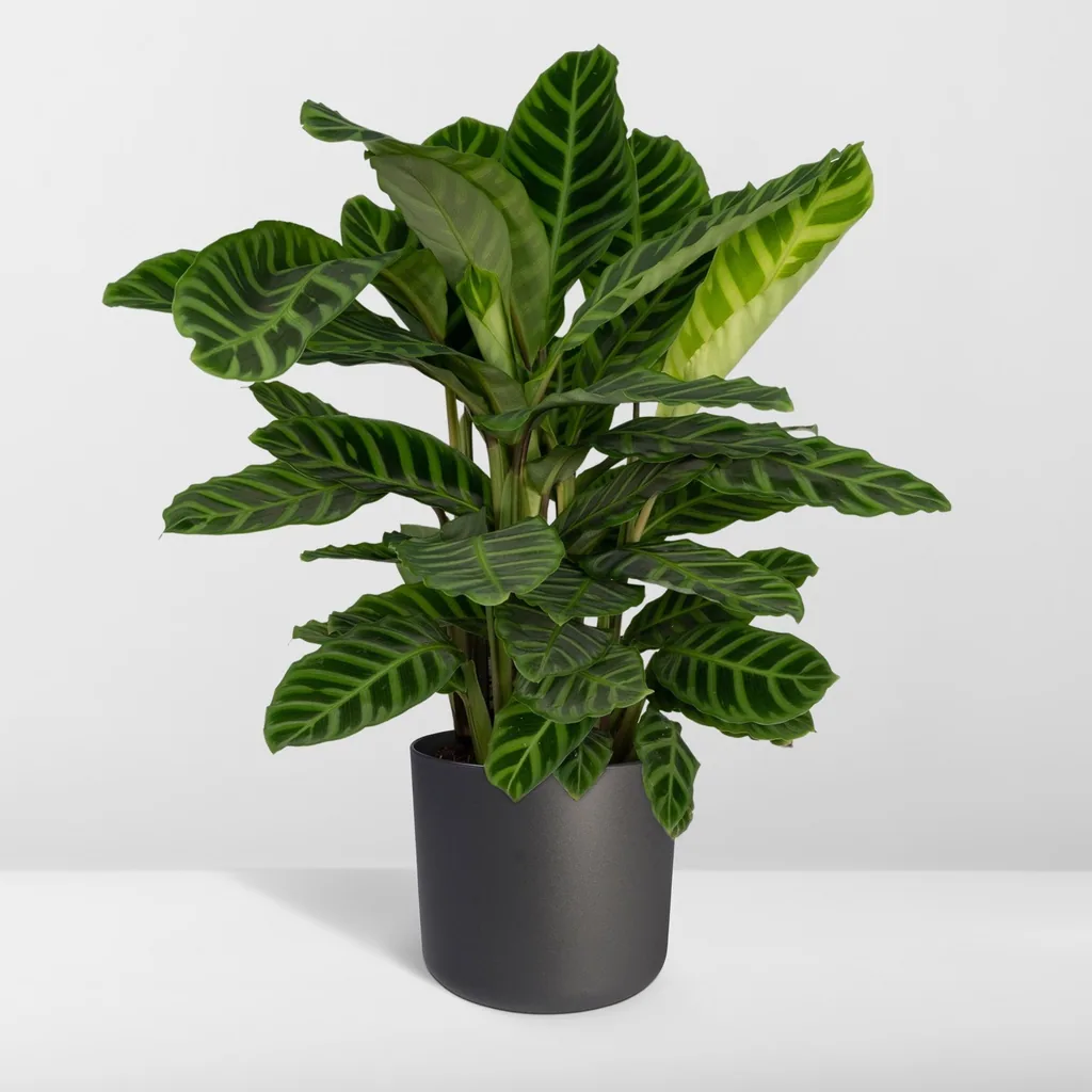 Zebra-Korbmarante 'Zebrina' (Calathea zebrina) – pflegeleichte Zimmerpflanze, Topf-Ø 19 cm, Höhe ca. 75 cm