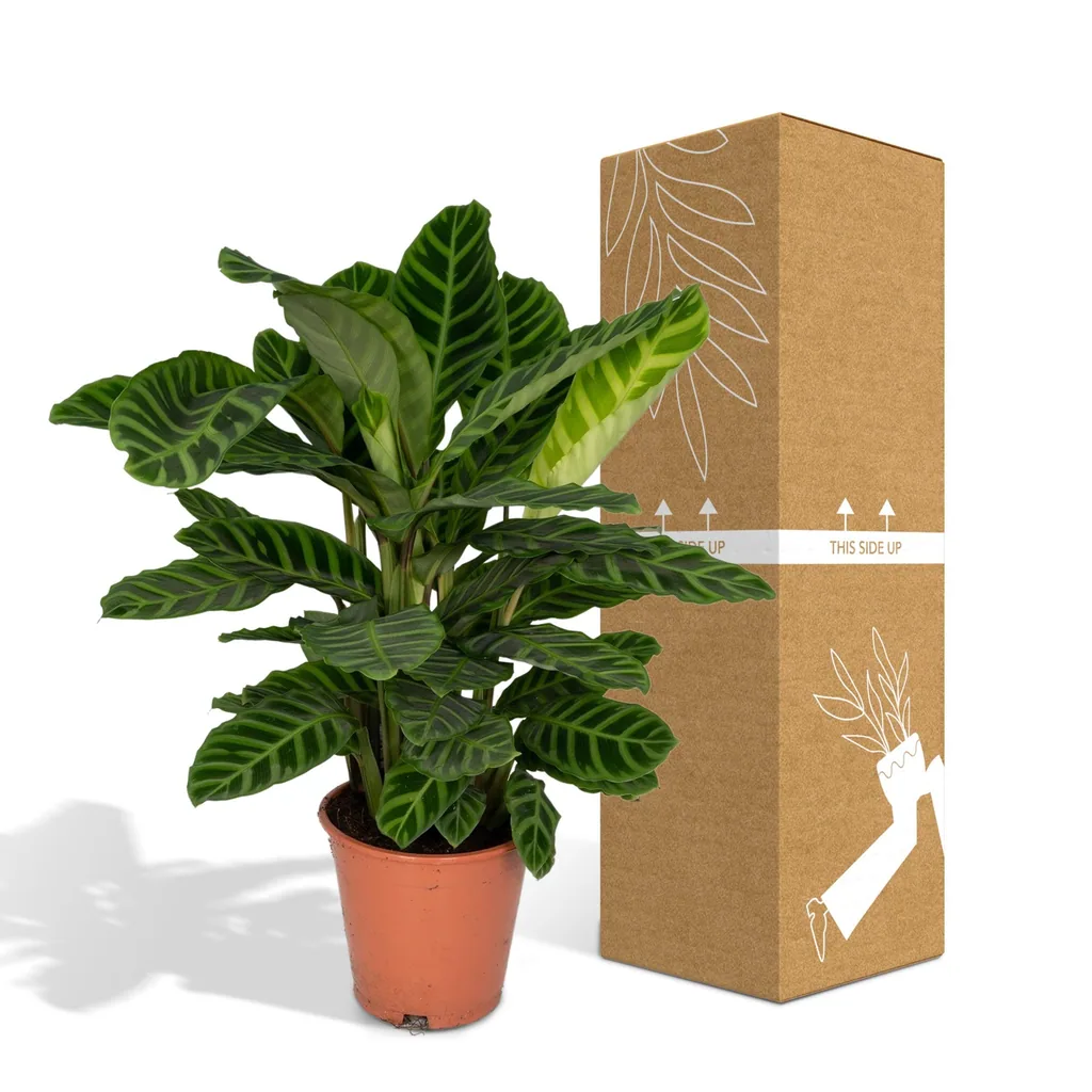 Zebra-Korbmarante 'Zebrina' (Calathea zebrina) – pflegeleichte Zimmerpflanze, Topf-Ø 19 cm, Höhe ca. 75 cm