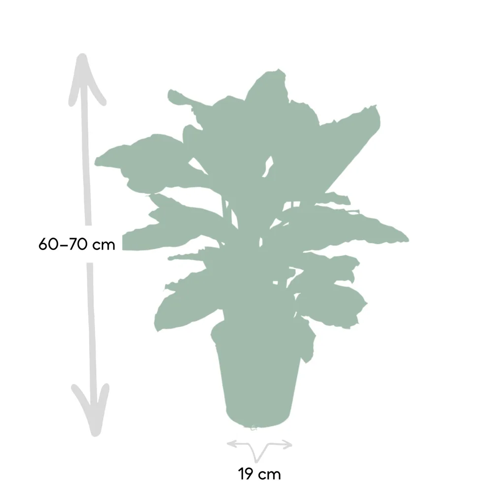 Zebra-Korbmarante 'Zebrina' (Calathea zebrina) – pflegeleichte Zimmerpflanze, Topf-Ø 19 cm, Höhe ca. 75 cm