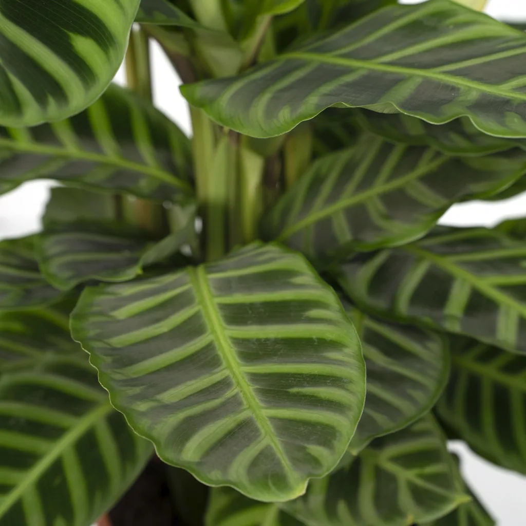 Zebra-Korbmarante 'Zebrina' (Calathea zebrina) – pflegeleichte Zimmerpflanze, Topf-Ø 19 cm, Höhe ca. 75 cm