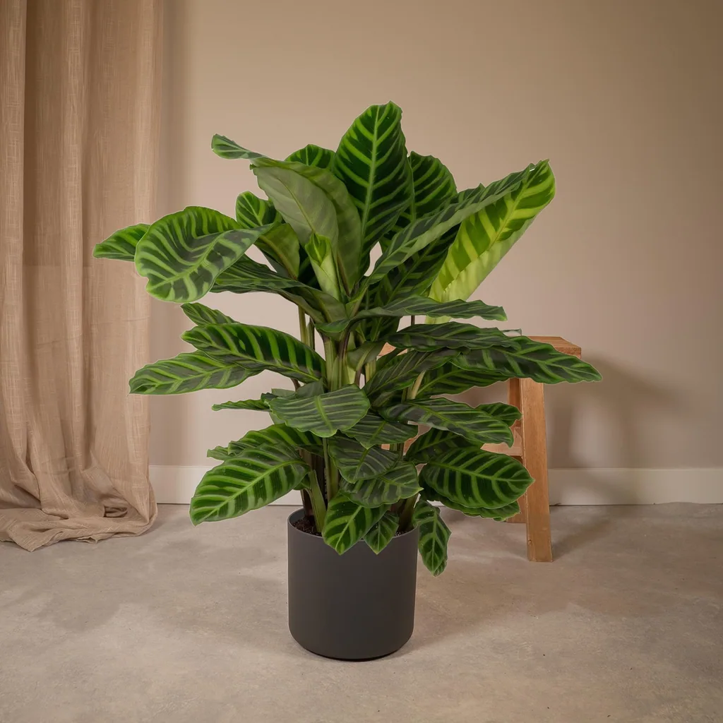Zebra-Korbmarante 'Zebrina' (Calathea zebrina) – pflegeleichte Zimmerpflanze, Topf-Ø 19 cm, Höhe ca. 75 cm