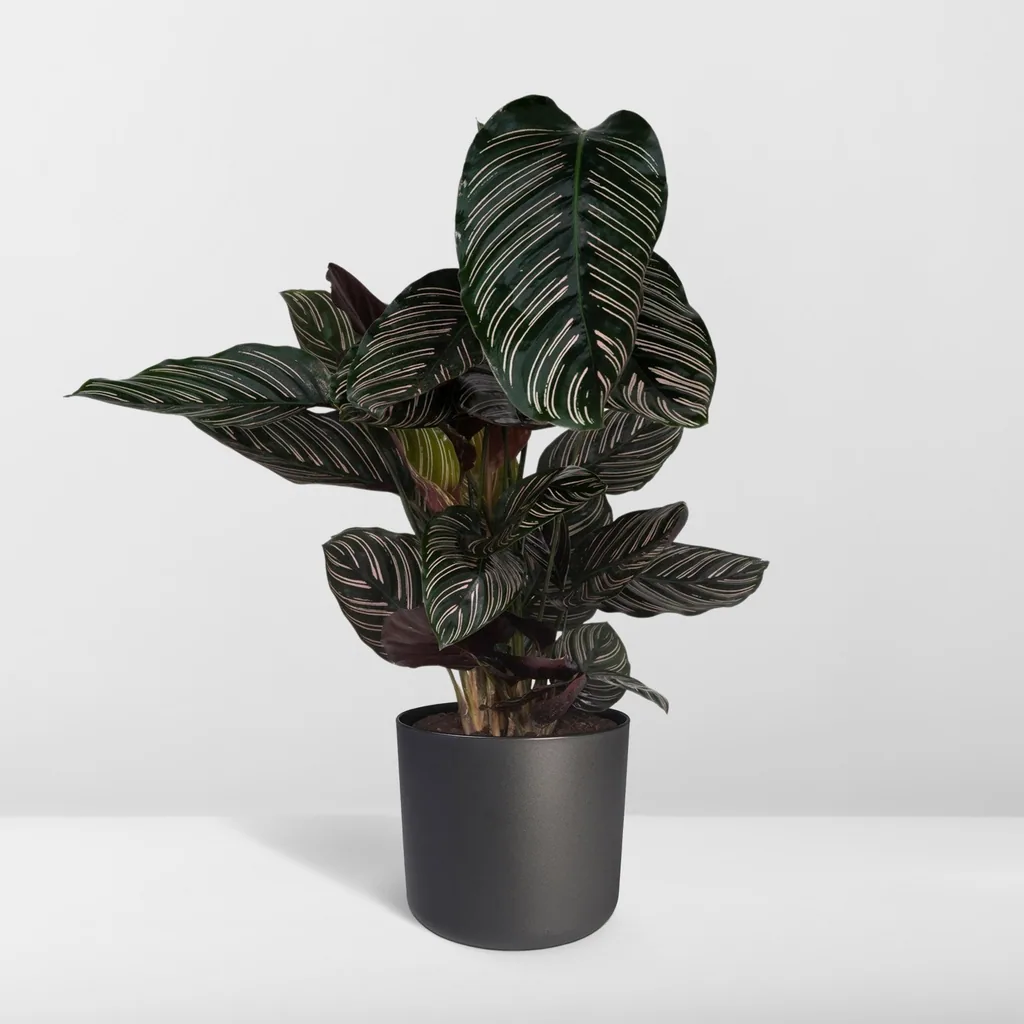 Korbmarante 'Ornata' (Calathea ornata) – pflegeleichte Zimmerpflanze, Topf-Ø 19 cm, Höhe ca. 75 cm