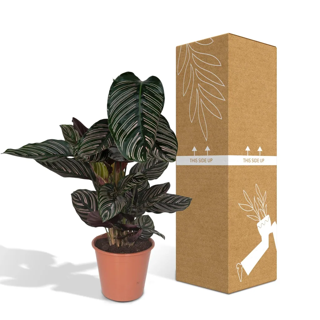 Korbmarante 'Ornata' (Calathea ornata) – pflegeleichte Zimmerpflanze, Topf-Ø 19 cm, Höhe ca. 75 cm