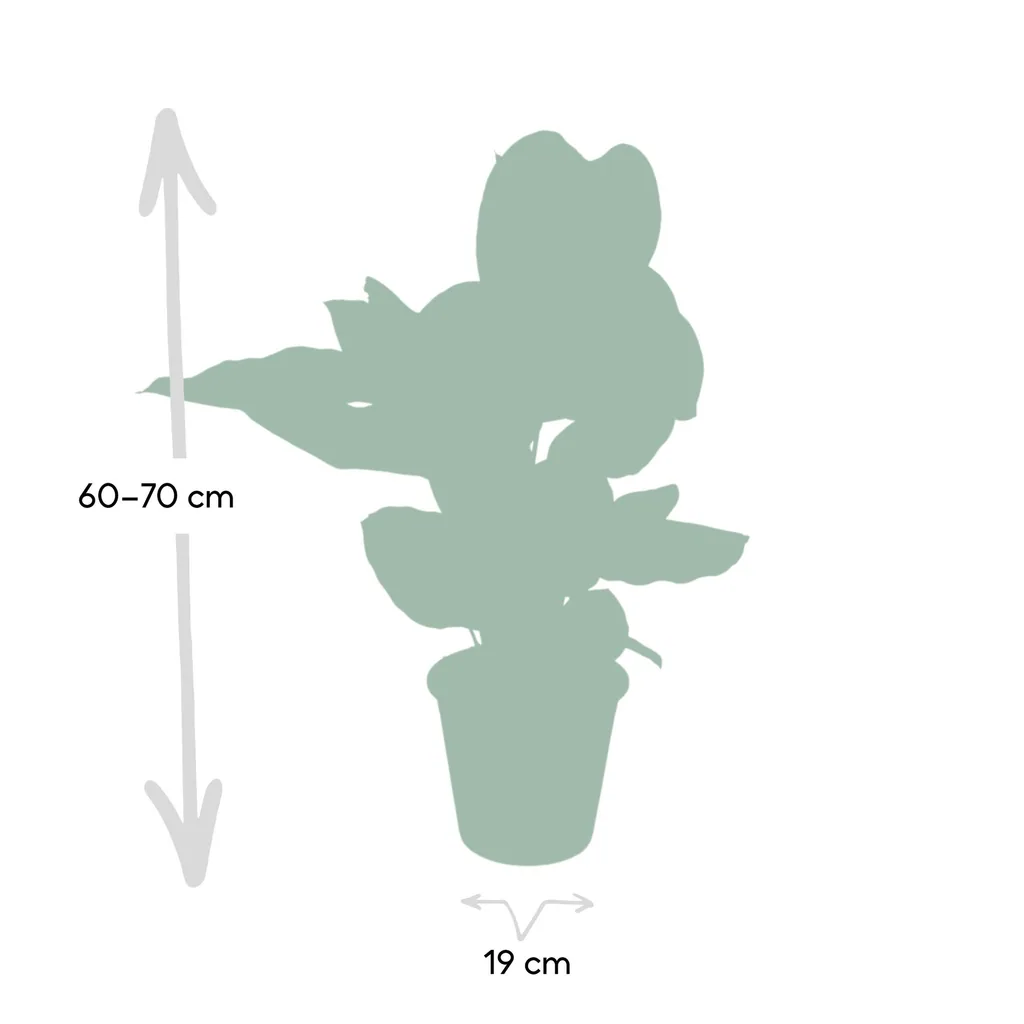 Korbmarante 'Ornata' (Calathea ornata) – pflegeleichte Zimmerpflanze, Topf-Ø 19 cm, Höhe ca. 75 cm
