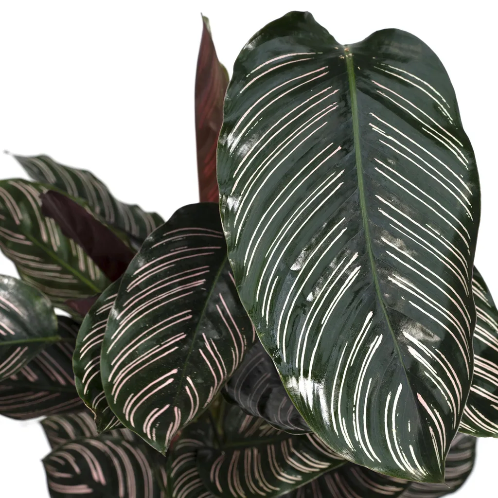 Korbmarante 'Ornata' (Calathea ornata) – pflegeleichte Zimmerpflanze, Topf-Ø 19 cm, Höhe ca. 75 cm