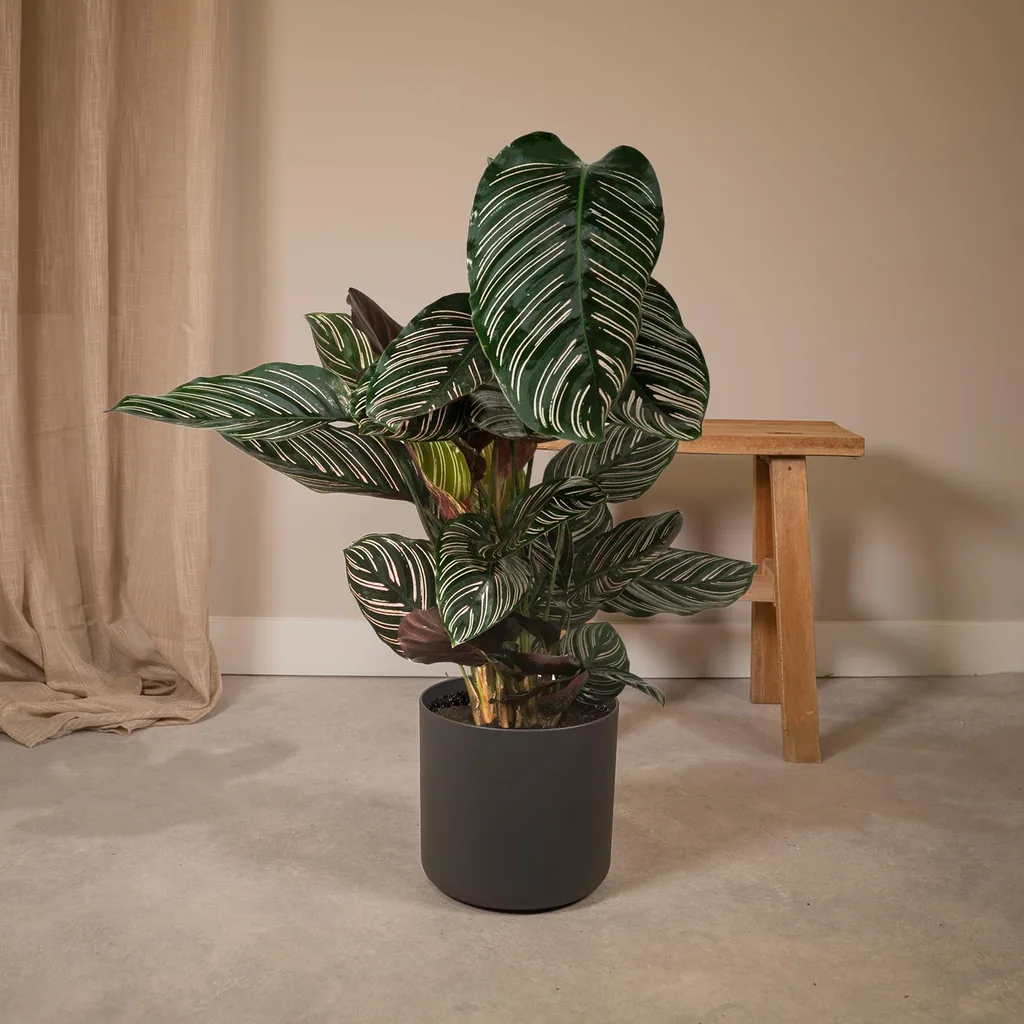 Korbmarante 'Ornata' (Calathea ornata) – pflegeleichte Zimmerpflanze, Topf-Ø 19 cm, Höhe ca. 75 cm