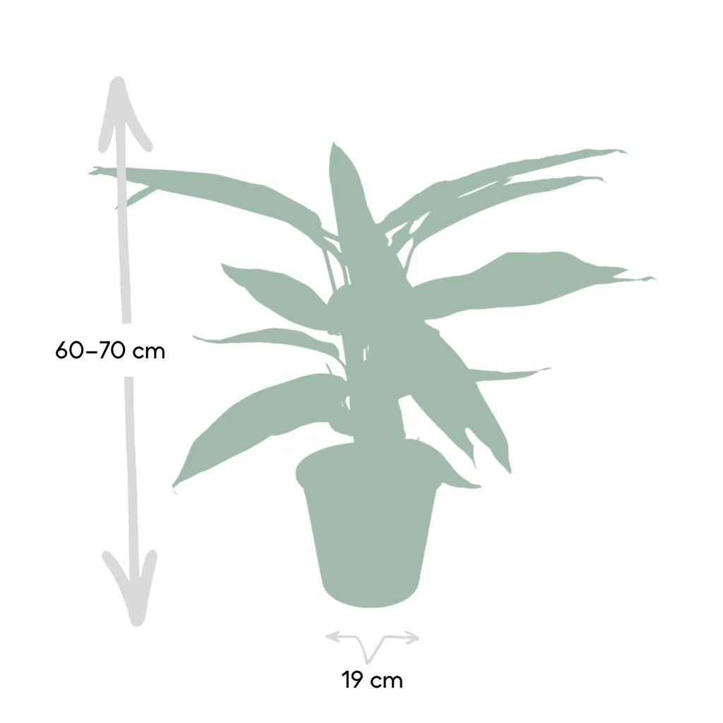 Dreifarbige Korbmarante 'Triostar' (Stromanthe sanguinea) – pflegeleichte Zimmerpflanze, Topf-Ø 19 cm, Höhe ca. 70 cm