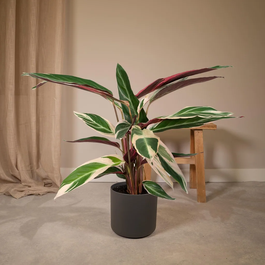 Dreifarbige Korbmarante 'Triostar' (Stromanthe sanguinea) – pflegeleichte Zimmerpflanze, Topf-Ø 19 cm, Höhe ca. 70 cm