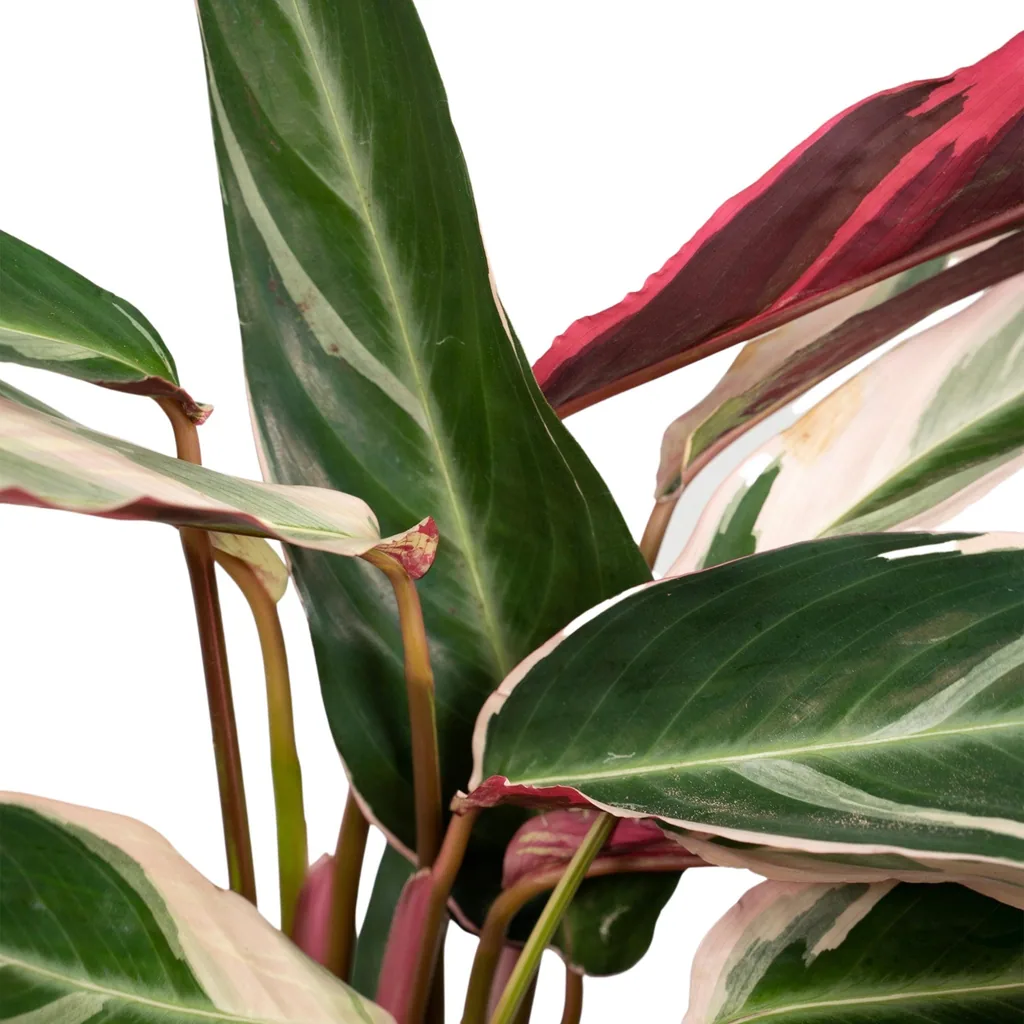 Dreifarbige Korbmarante 'Triostar' (Stromanthe sanguinea) – pflegeleichte Zimmerpflanze, Topf-Ø 19 cm, Höhe ca. 70 cm