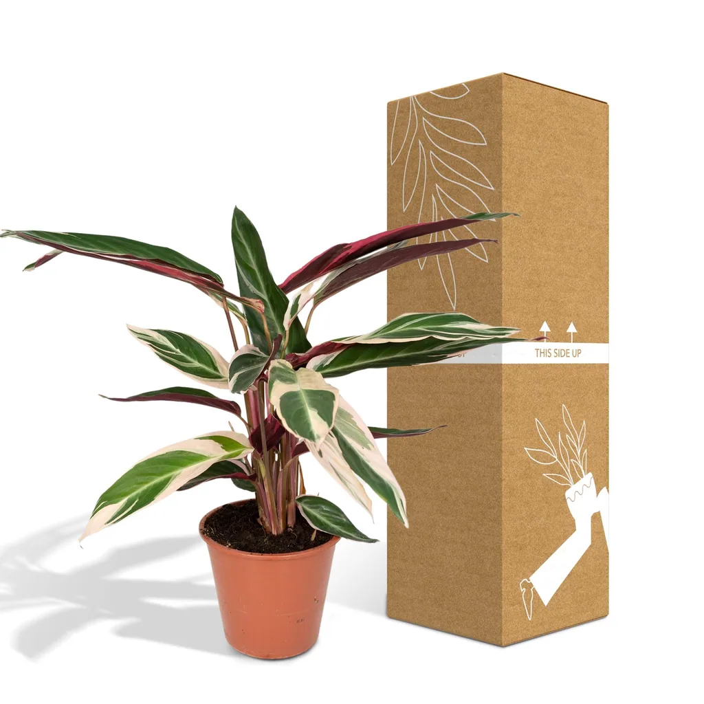 Dreifarbige Korbmarante 'Triostar' (Stromanthe sanguinea) – pflegeleichte Zimmerpflanze, Topf-Ø 19 cm, Höhe ca. 70 cm