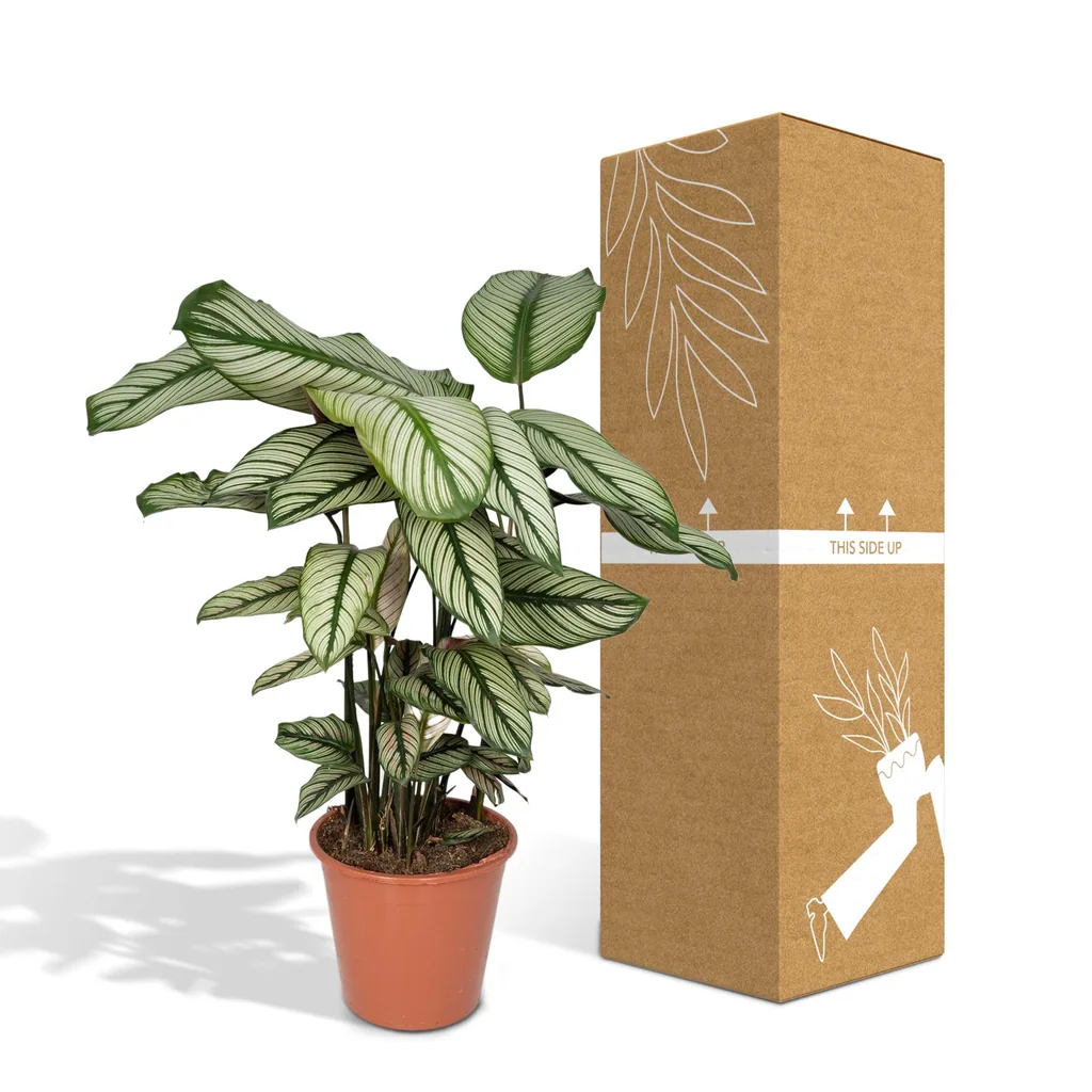 Korbmarante 'Whitestar' (Calathea) – pflegeleichte Zimmerpflanze, Topf-Ø 19 cm, Höhe ca. 50 cm
