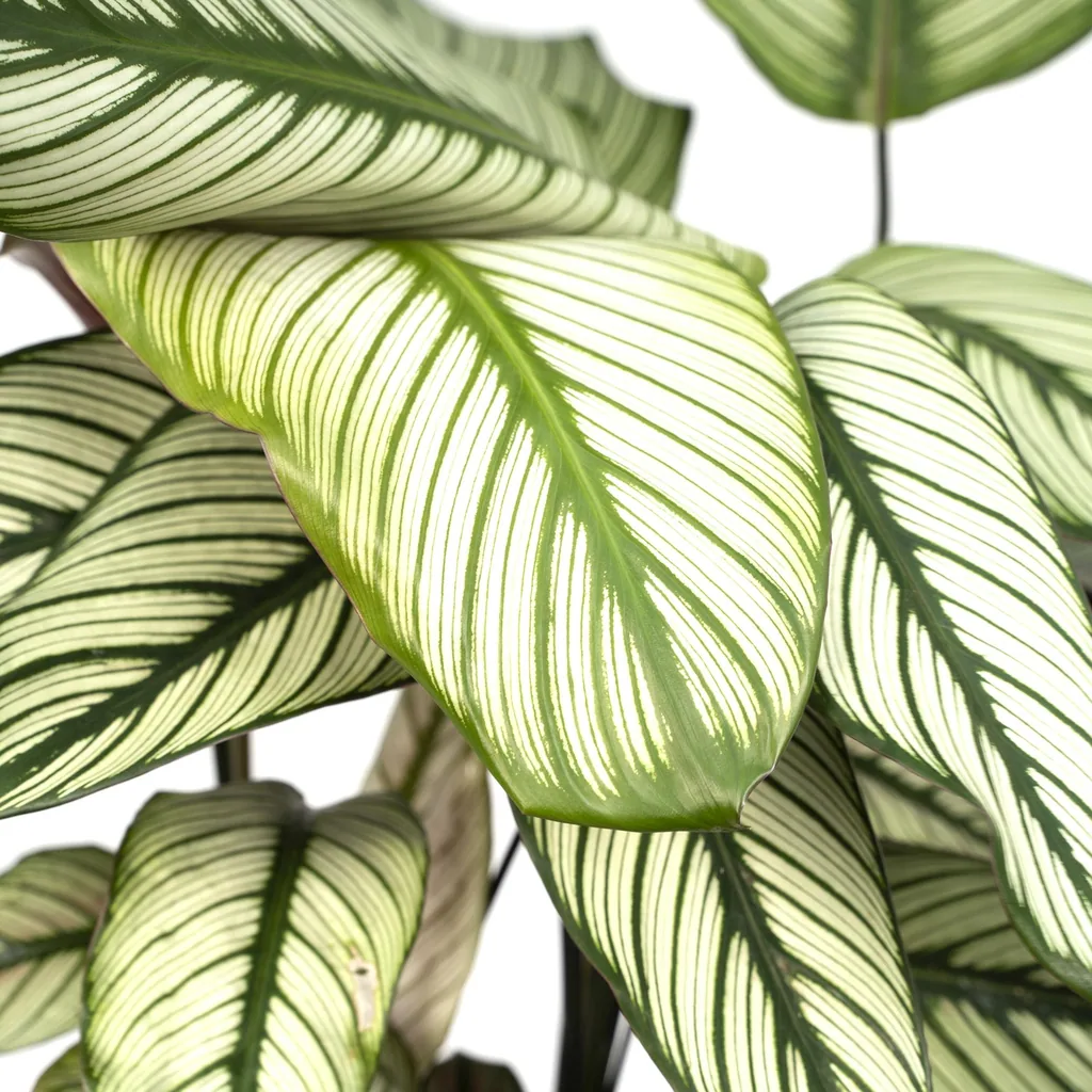 Korbmarante 'Whitestar' (Calathea) – pflegeleichte Zimmerpflanze, Topf-Ø 19 cm, Höhe ca. 50 cm