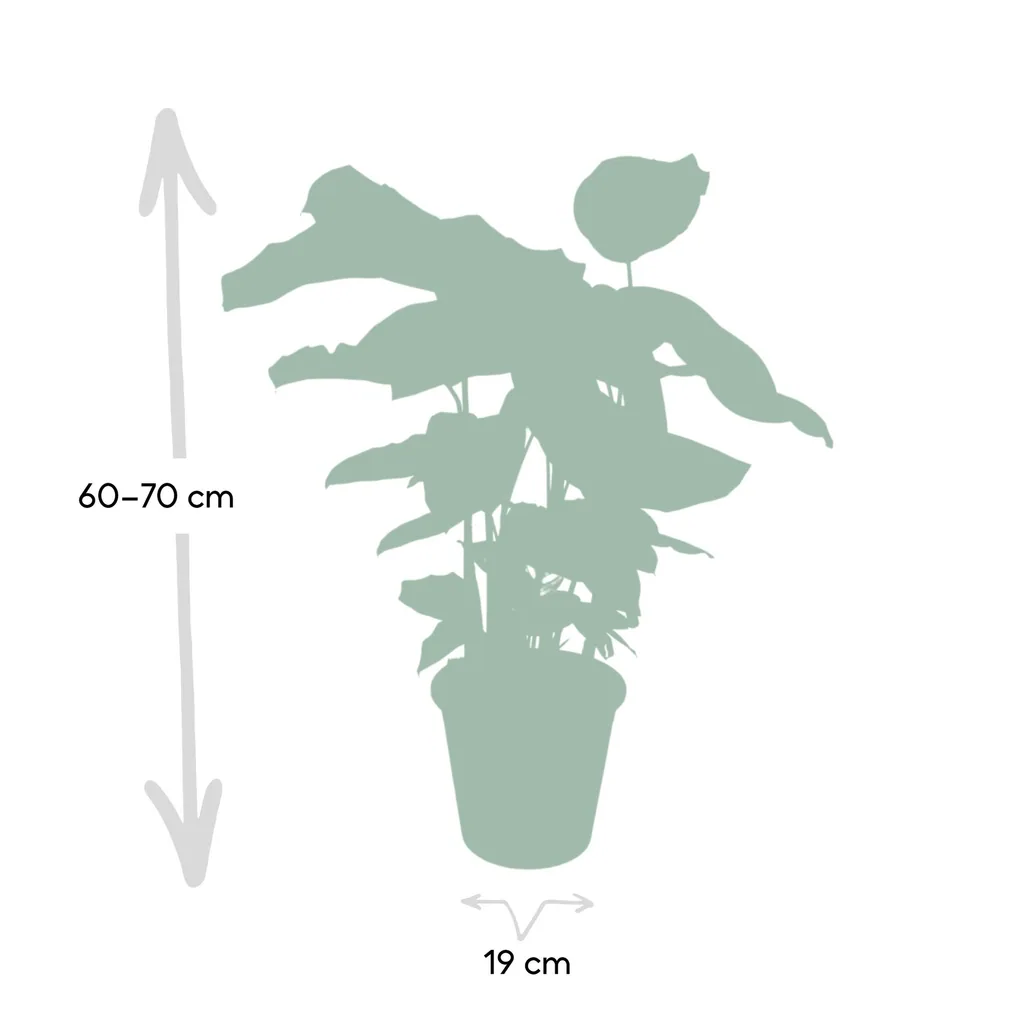 Korbmarante 'Whitestar' (Calathea) – pflegeleichte Zimmerpflanze, Topf-Ø 19 cm, Höhe ca. 50 cm