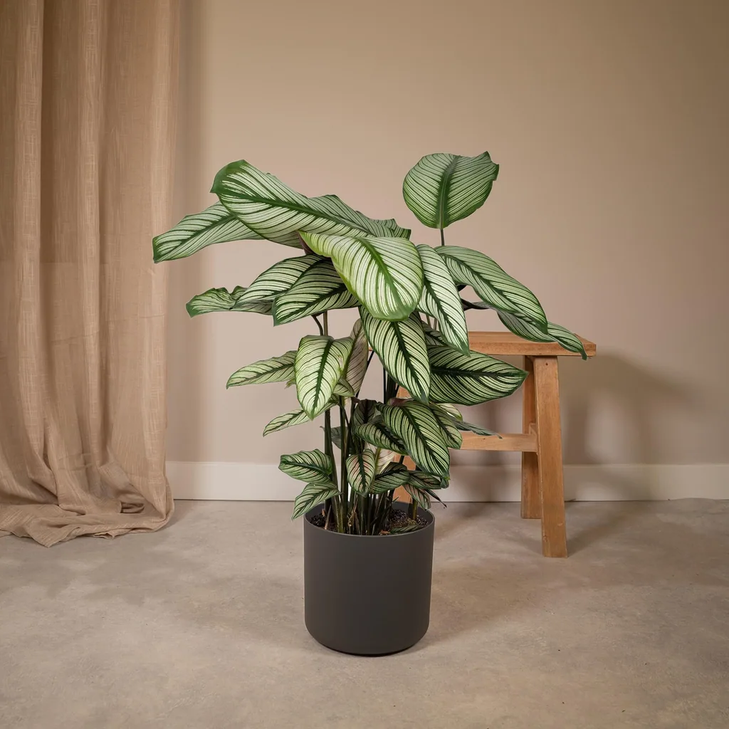 Korbmarante 'Whitestar' (Calathea) – pflegeleichte Zimmerpflanze, Topf-Ø 19 cm, Höhe ca. 50 cm