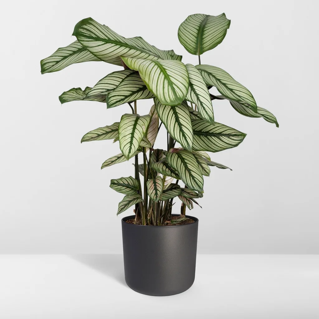 Korbmarante 'Whitestar' (Calathea) – pflegeleichte Zimmerpflanze, Topf-Ø 19 cm, Höhe ca. 50 cm