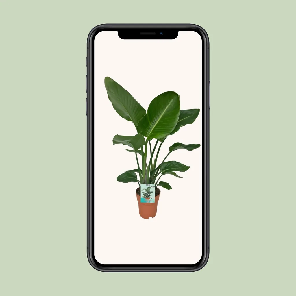 Baum-Strelitzie 'Nicolai' (Strelitzia nicolai) – pflegeleichte Zimmerpflanze, Topf-Ø 19 cm, Höhe ca. 90 cm