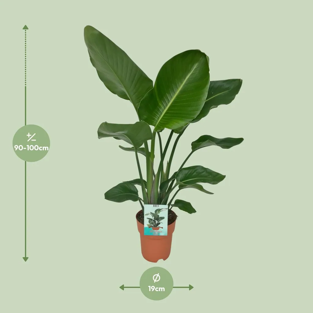 Baum-Strelitzie 'Nicolai' (Strelitzia nicolai) – pflegeleichte Zimmerpflanze, Topf-Ø 19 cm, Höhe ca. 90 cm