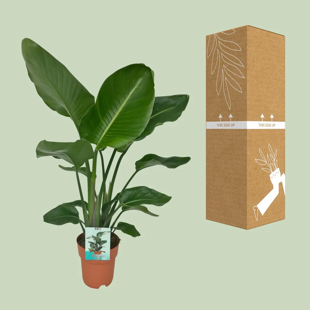 Baum-Strelitzie 'Nicolai' (Strelitzia nicolai) – pflegeleichte Zimmerpflanze, Topf-Ø 19 cm, Höhe ca. 90 cm