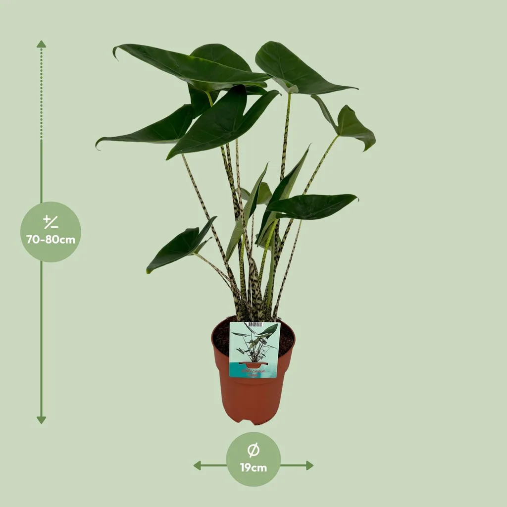 Zebra-Alocasia 'Zebrina' (Alocasia zebrina) – pflegeleichte Zimmerpflanze, Topf-Ø 19 cm, Höhe ca. 75 cm
