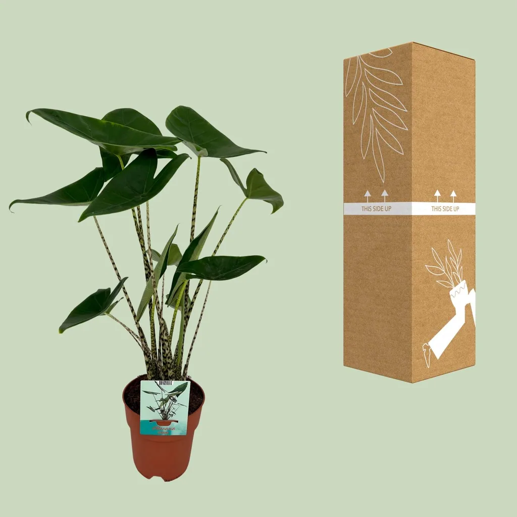 Zebra-Alocasia 'Zebrina' (Alocasia zebrina) – pflegeleichte Zimmerpflanze, Topf-Ø 19 cm, Höhe ca. 75 cm