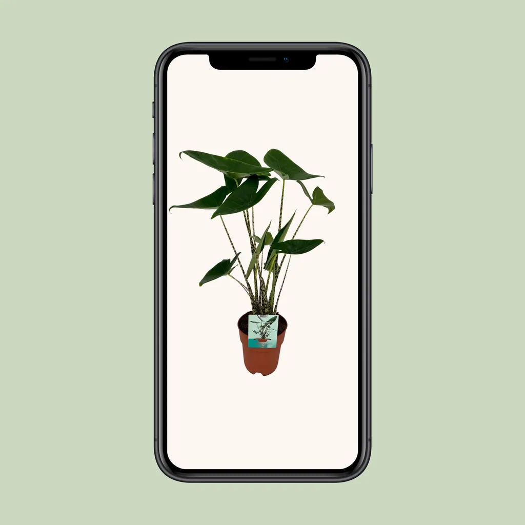 Zebra-Alocasia 'Zebrina' (Alocasia zebrina) – pflegeleichte Zimmerpflanze, Topf-Ø 19 cm, Höhe ca. 75 cm