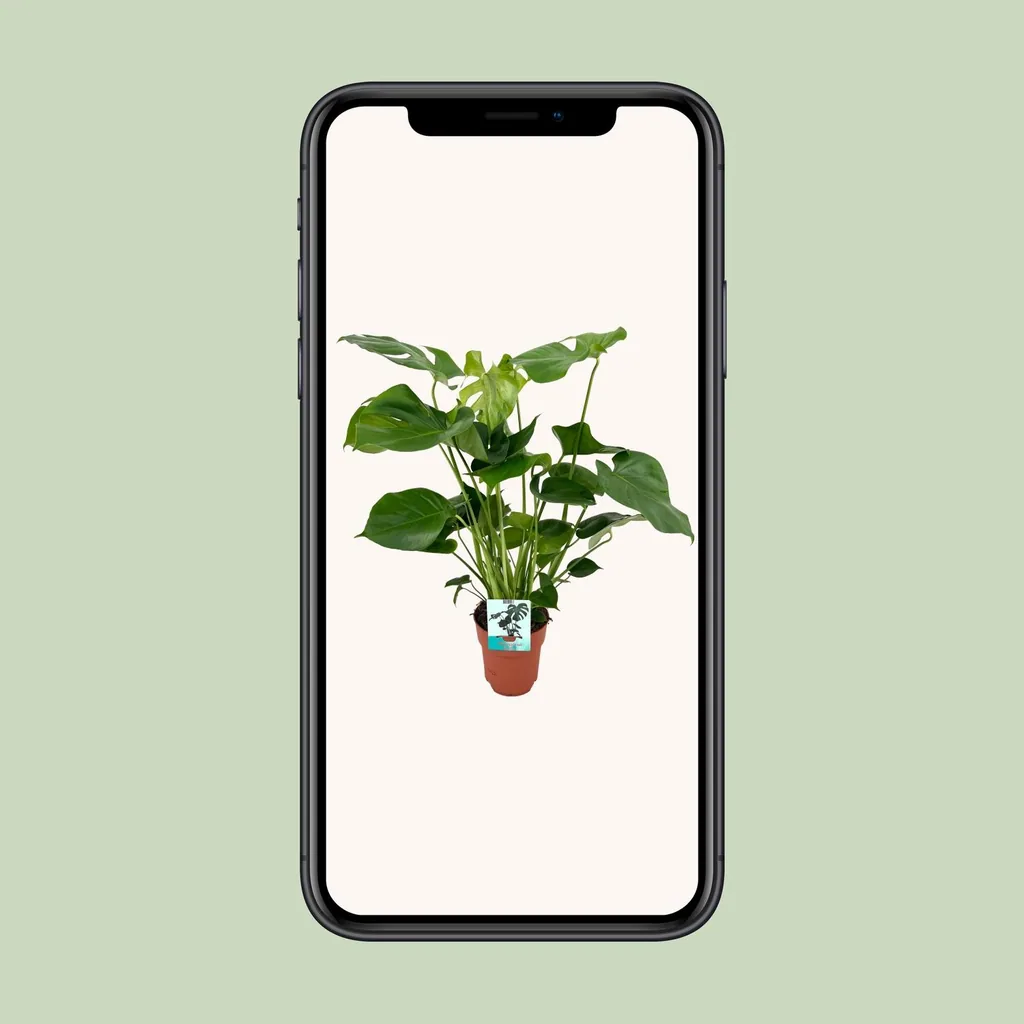 Fensterblatt (Monstera deliciosa) – pflegeleichte Zimmerpflanze, Topf-Ø 19 cm, Höhe ca. 60 cm