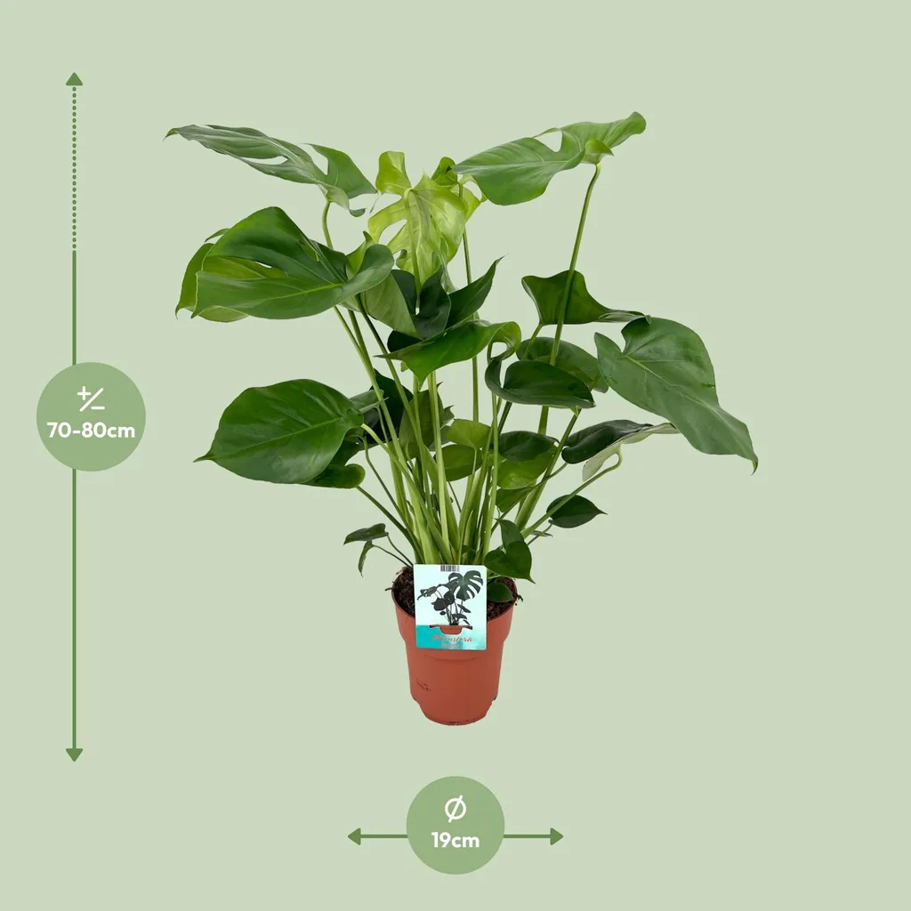 Fensterblatt (Monstera deliciosa) – pflegeleichte Zimmerpflanze, Topf-Ø 19 cm, Höhe ca. 60 cm