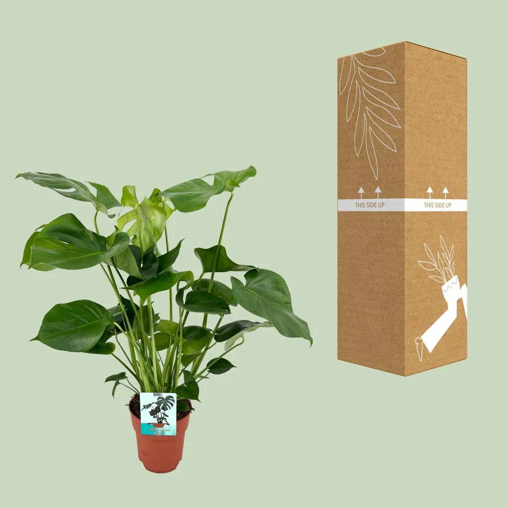 Fensterblatt (Monstera deliciosa) – pflegeleichte Zimmerpflanze, Topf-Ø 19 cm, Höhe ca. 60 cm