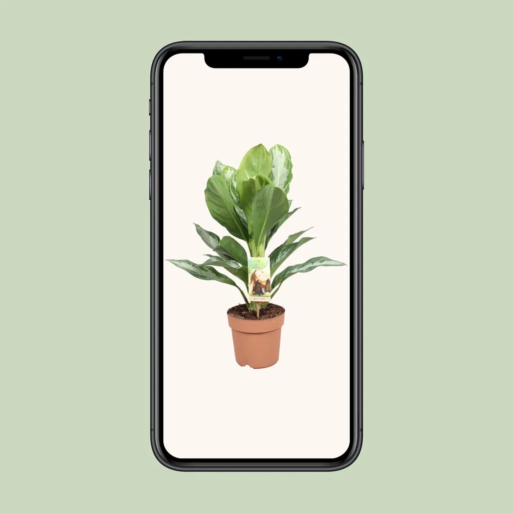 Kolbenfaden 'Silver Bay' (Aglaonema commutatum) – pflegeleichte Zimmerpflanze, Topf-Ø 17 cm, Höhe ca. 55 cm