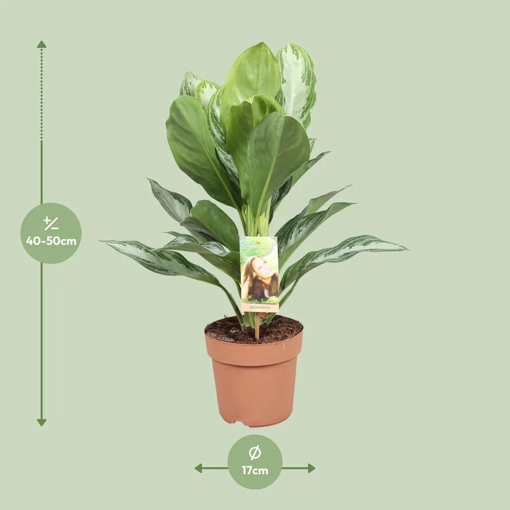 Kolbenfaden 'Silver Bay' (Aglaonema commutatum) – pflegeleichte Zimmerpflanze, Topf-Ø 17 cm, Höhe ca. 55 cm
