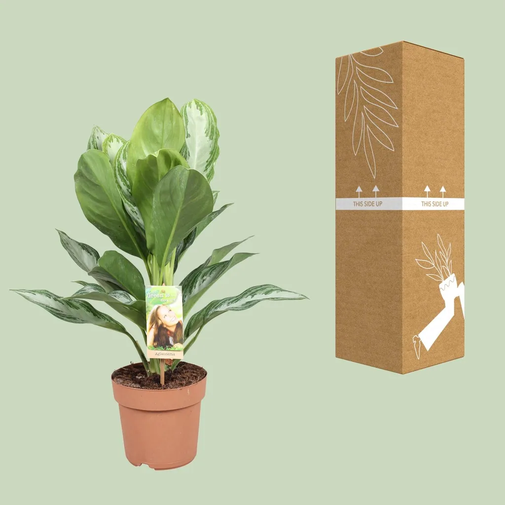 Kolbenfaden 'Silver Bay' (Aglaonema commutatum) – pflegeleichte Zimmerpflanze, Topf-Ø 17 cm, Höhe ca. 55 cm