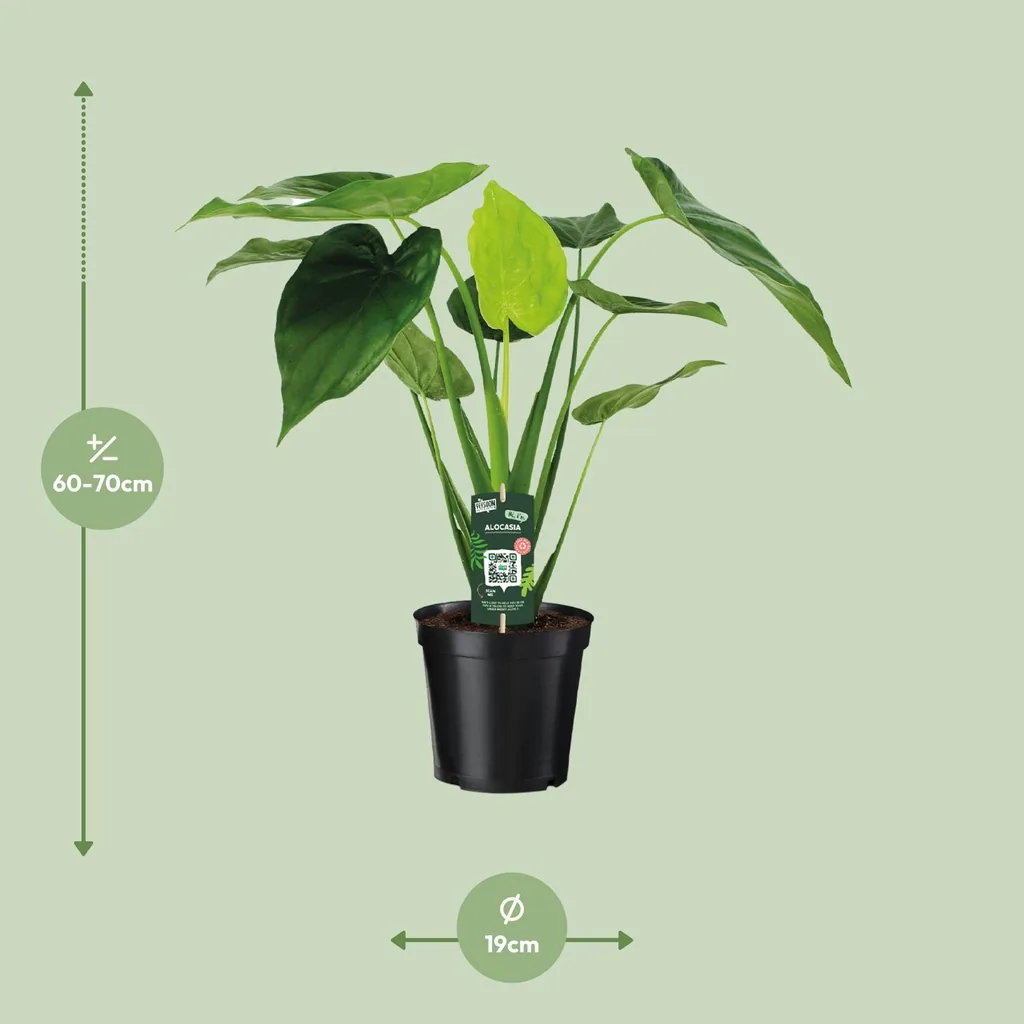 Pfeilblatt 'Cucullata' (Alocasia cucullata) – pflegeleichte Zimmerpflanze, Topf-Ø 19 cm, Höhe ca. 55 cm