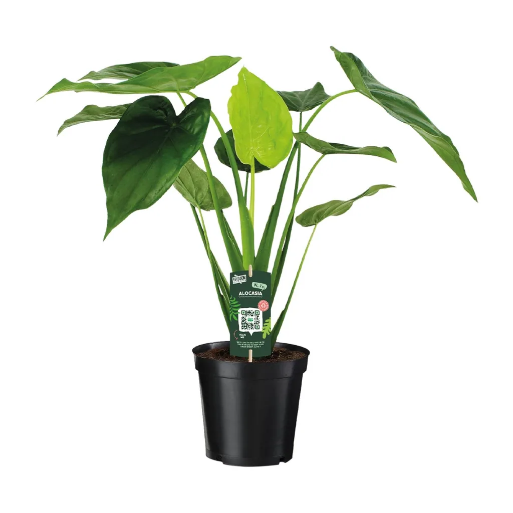 Pfeilblatt 'Cucullata' (Alocasia cucullata) – pflegeleichte Zimmerpflanze, Topf-Ø 19 cm, Höhe ca. 55 cm