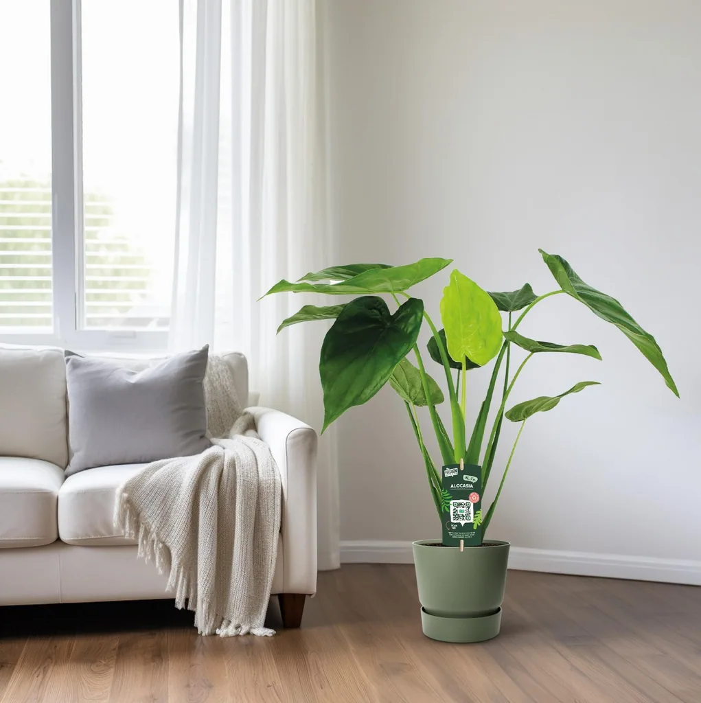 Pfeilblatt 'Cucullata' (Alocasia cucullata) – pflegeleichte Zimmerpflanze, Topf-Ø 19 cm, Höhe ca. 55 cm