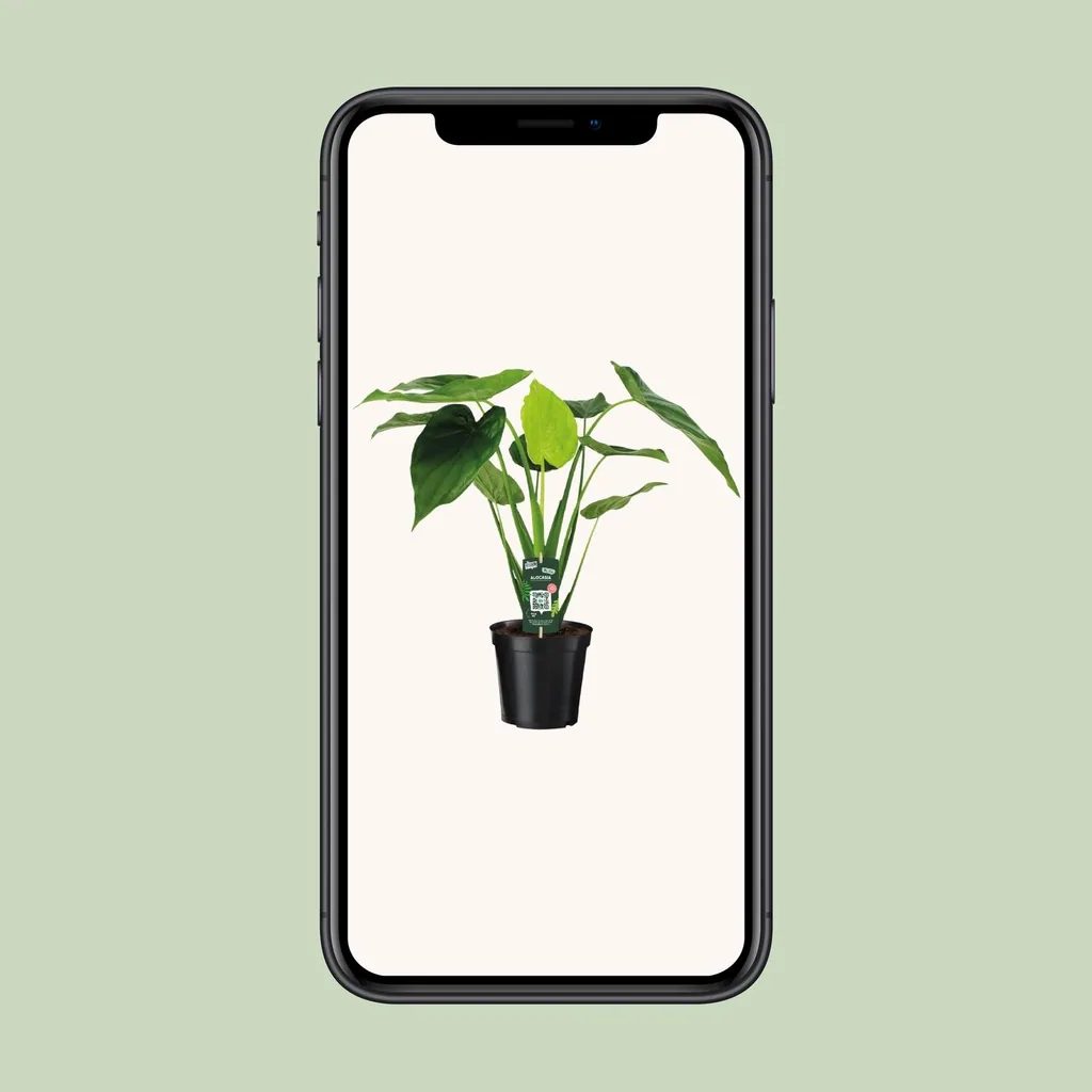 Pfeilblatt 'Cucullata' (Alocasia cucullata) – pflegeleichte Zimmerpflanze, Topf-Ø 19 cm, Höhe ca. 55 cm