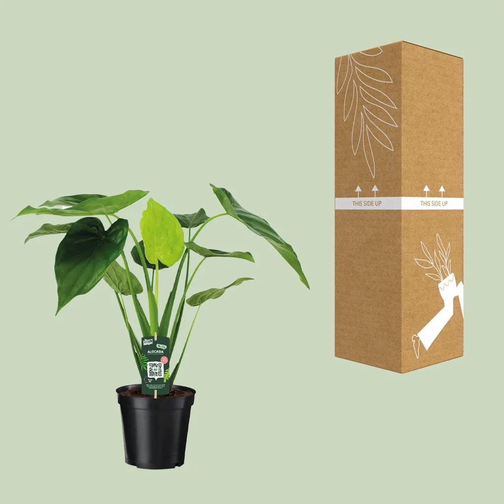Pfeilblatt 'Cucullata' (Alocasia cucullata) – pflegeleichte Zimmerpflanze, Topf-Ø 19 cm, Höhe ca. 55 cm