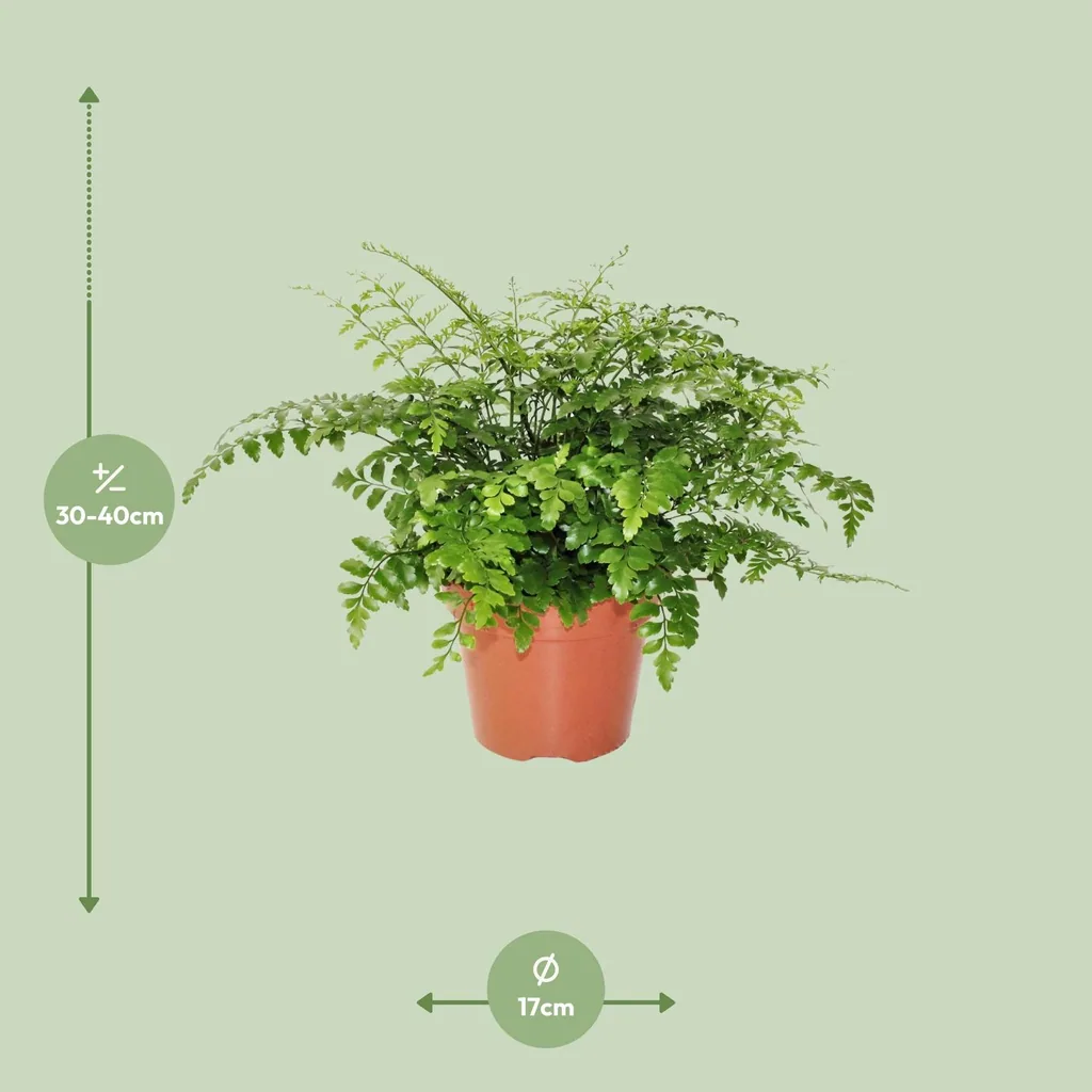 Nestfarn 'Parvati' (Asplenium nidus) – pflegeleichte Zimmerpflanze, Topf-Ø 17 cm, Höhe ca. 30 cm